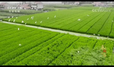 持续给力:数字乡村建设在多地开花。江苏如何利用大数据驱动乡村振兴？(7)