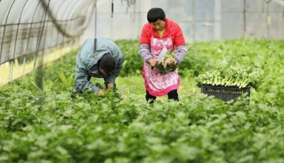 顾以康：破解农民与农村共同富裕的难点(7)