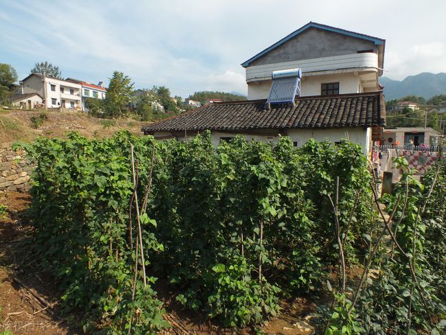 乡村改革 2022年农村住房“每户补贴”，每户2万元？这是真的吗？(4)