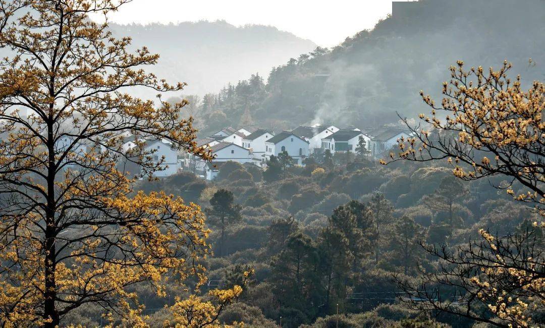 “苏州树山”智慧乡村服务平台亮相全国乡村旅游大会(12)