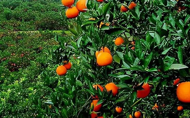 最新农业补贴 农村需要交农业补贴，每户500元左右，有些人拿不到(9)