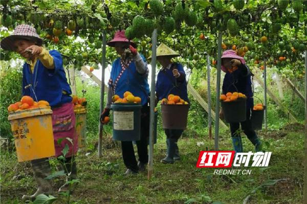 乡村改革 “小”业务大作用 湖南农村信用体系赋能乡村振兴战略(3)