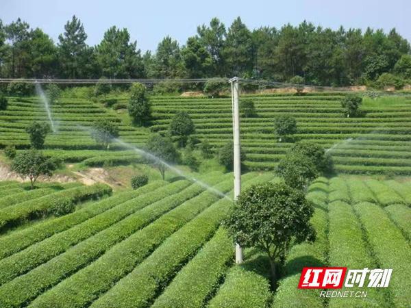 乡村改革 “小”业务大作用 湖南农村信用体系赋能乡村振兴战略(4)