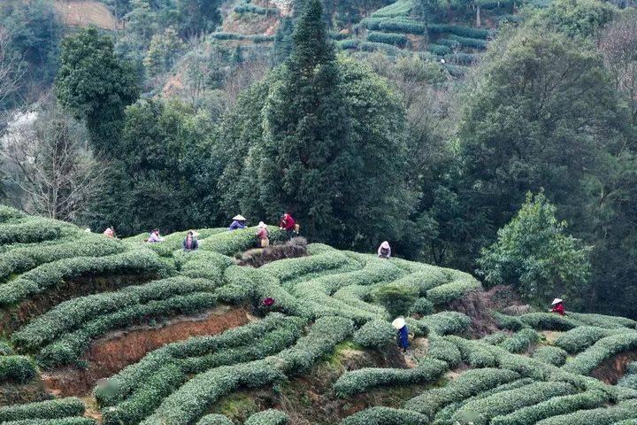 乡村报道 “人勤春早”系列报道｜春风暖万家，乡村振兴迈出大步(2)