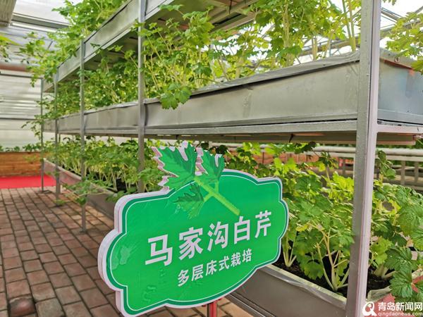 这份助力乡村振兴的“青岛经验”请查收