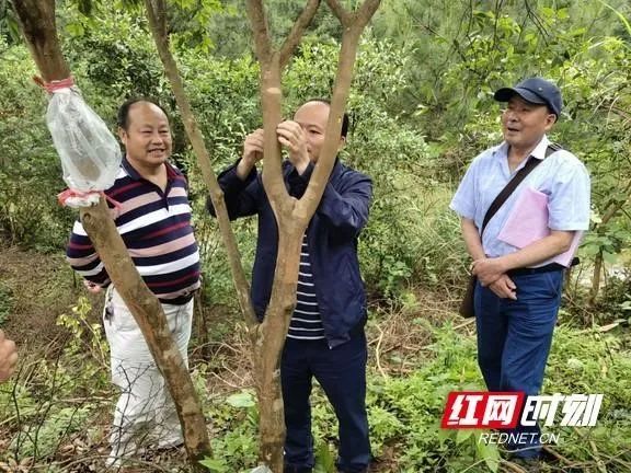 大事件:解读丨如何搞好乡村振兴，湖南十四市党代会“有图有真相”(2)