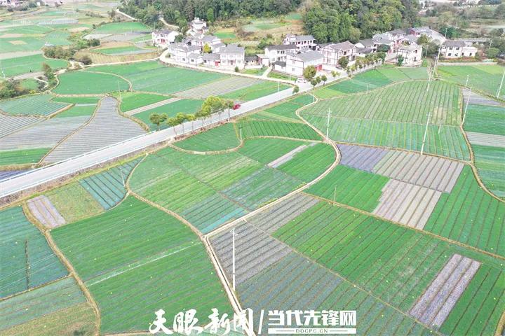 成功经验:推进乡村振兴！推广和学习湄潭的经验和做法(10)