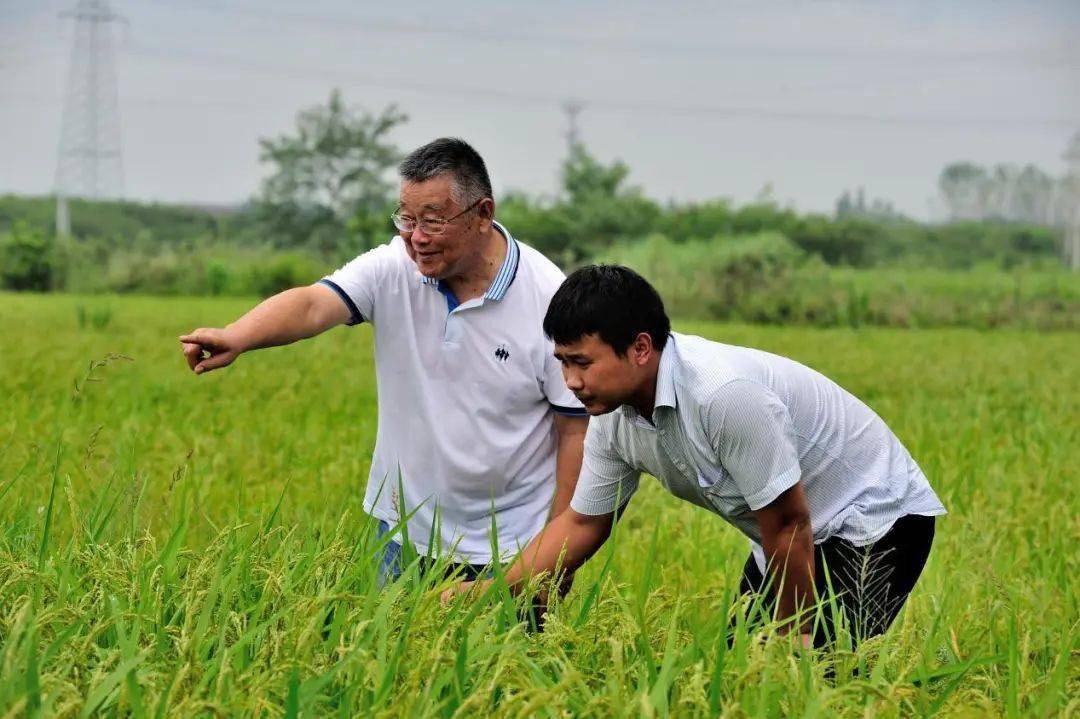 乡村振兴怎么做_乡村文化是乡村振兴_乡村振兴战略对乡村发展规划