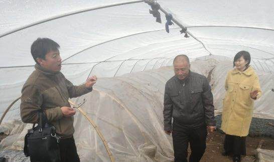 技术和经验:农业专家进驻哈尔滨市巴彦县培训大棚种植技术