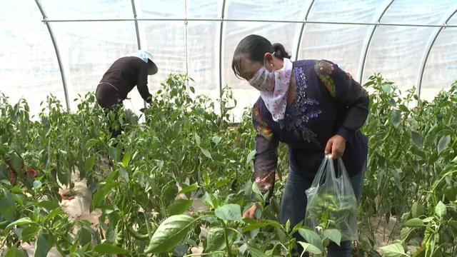 种养殖知识_牛养殖知识_宠物兔养殖知识