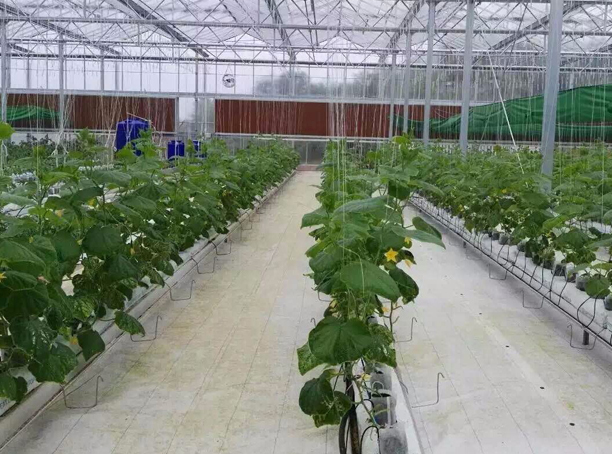 牛养殖知识_宠物兔养殖知识_种养殖知识