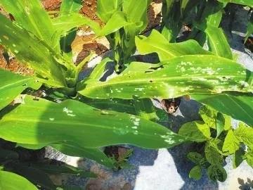 官方数据:数据预测：我国农业补贴将增加；法国有机农业发展潜力巨大(2)