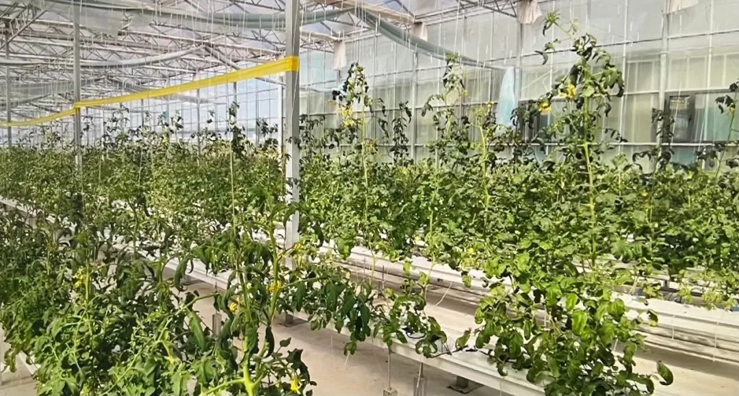【美食淄博 · 美丽乡村新变化，彭东村推进数字乡村建设】(图14)