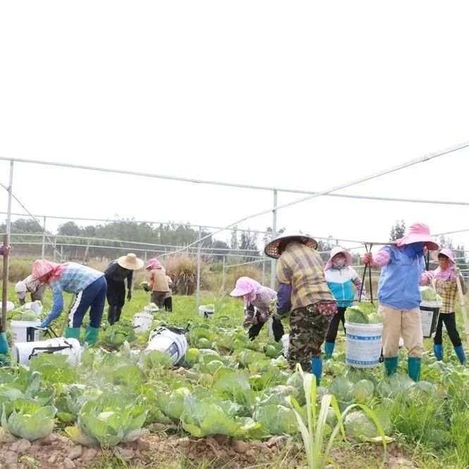 积极盘活闲置土地 推动乡村产业振兴