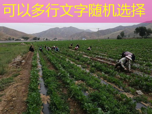 绿色食品认证全解析：标准、流程与市场影响