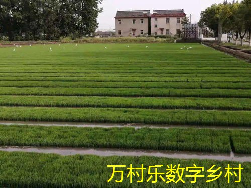数字乡村发展战略：从背景到未来趋势的全面解析