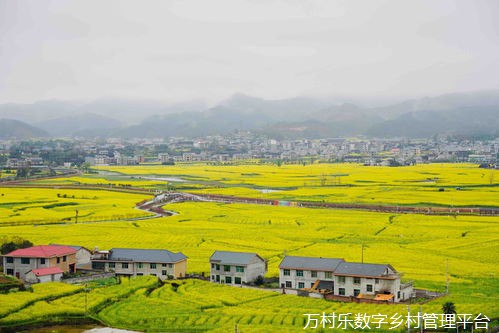 数字乡村农业园区振兴之道：趋势、转型与创新管理
