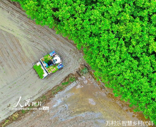 胶州：党建引领乡村治理提质增效