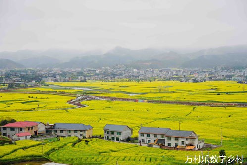 湖南信息职院：情系高椅古村 共绘乡村振兴新篇章